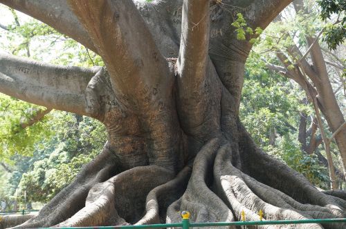 big tree 200 years old ancient