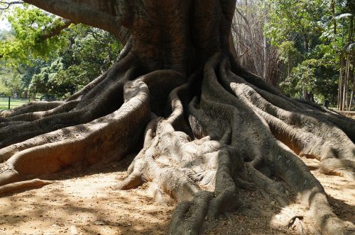 big tree 200 years old ancient