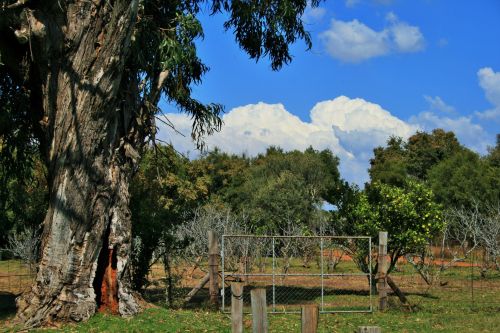 Big Tree And Orchard