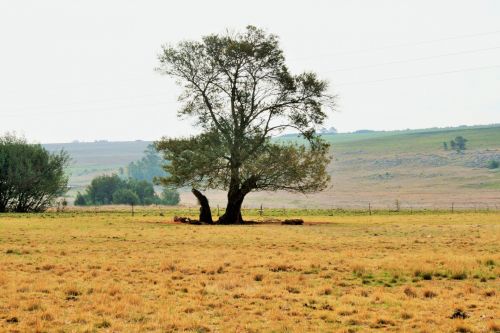 Big Tree In The Veld