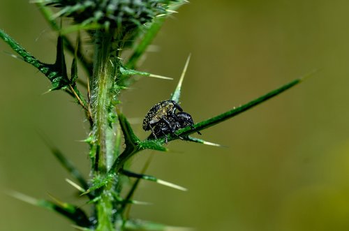 big weevil  nature  insect