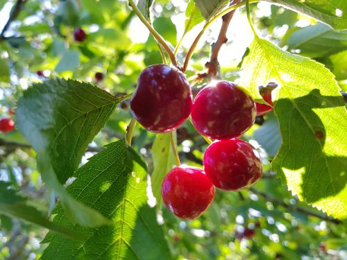 biggarå garden red