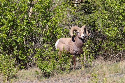 bighorn sheep wildlife