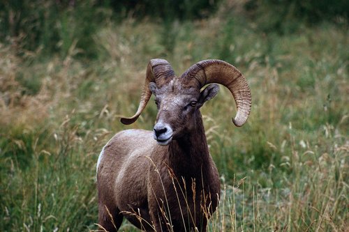 bighorn  sheep  ram