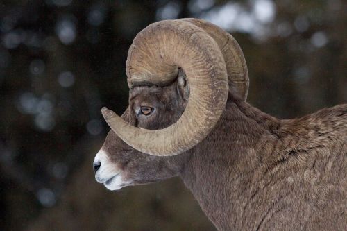 Bighorn Ram