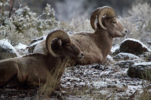bighorn sheep rams resting