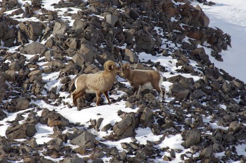 bighorn sheep couple sheep