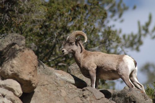 bighorn sheep wildlife nature