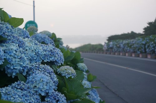 bigleaf hydrangea  hydrangea  flowers