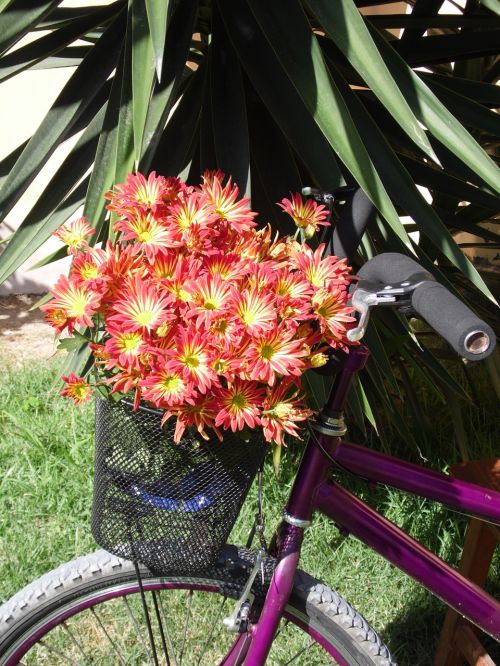 bike flowers basket