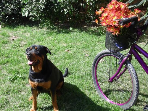 bike flowers dog