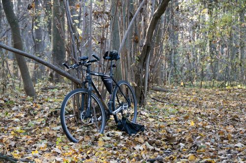bike forest tourism