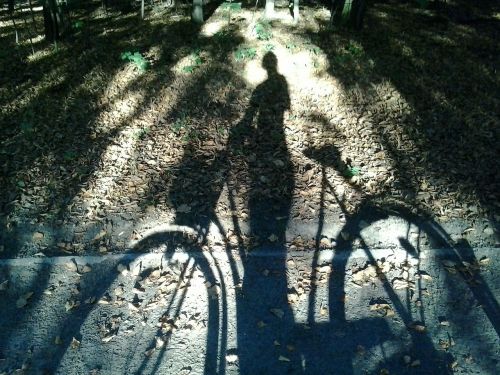 bike forest shadow