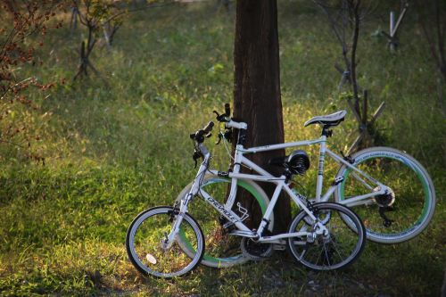 bike grass wood