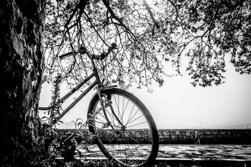 bike black and white tree