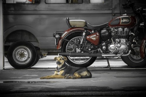 bike  royal enfield  dog