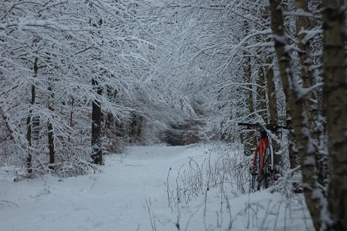 bike  winter  forest