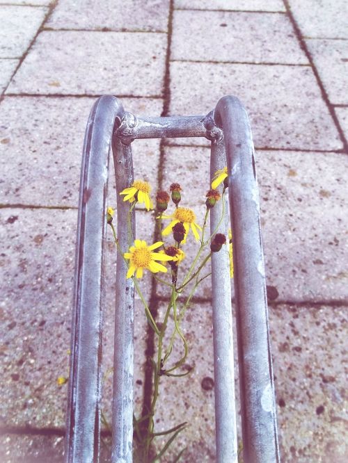bike racks flowers yellow