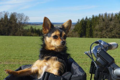 bike ride dog basket dog