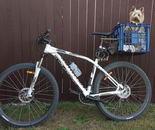 bike-riding pet friend
