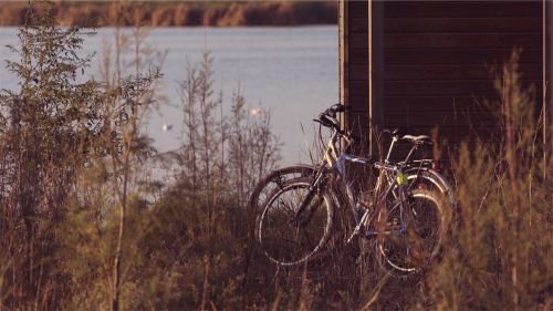 bikes bicycles plants