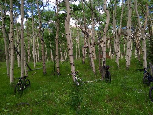 Bikes Among Aspen Trees
