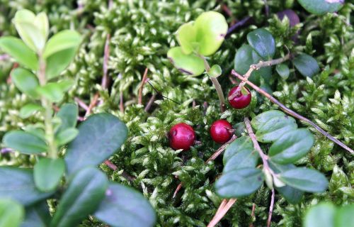 bilberry forest fruit