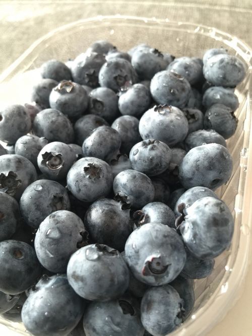 bilberry berries fruit