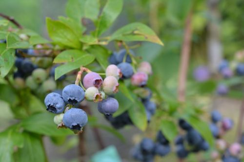bilberry american blueberries fruit