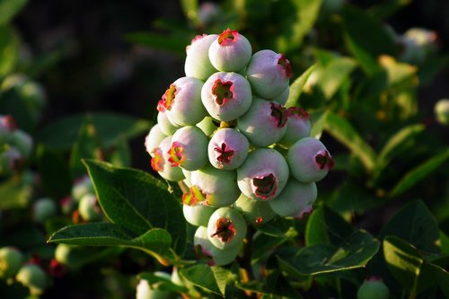 bilberry american  fruit  bush