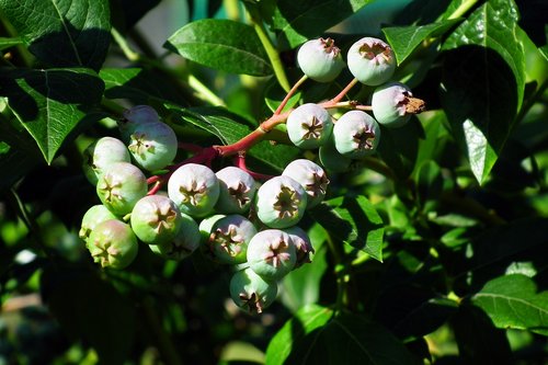 bilberry american  fruit  bush