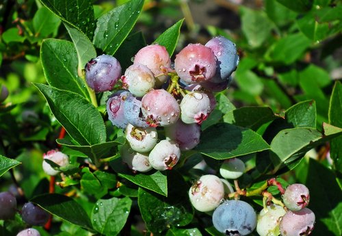 bilberry american  fruit  bush