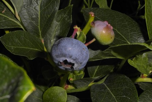 bilberry american  fruit  nature