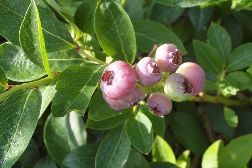 bilberry american  immature  fruit