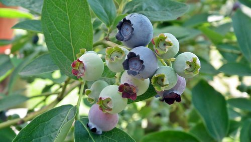 bilberry american  fruit  closeup