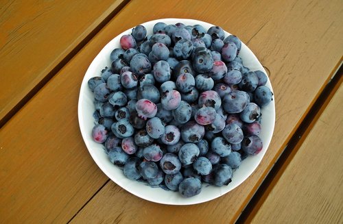 bilberry american  fruit  nature