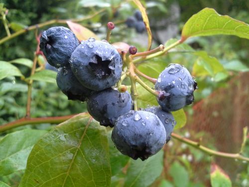 bilberry american fruit the plot