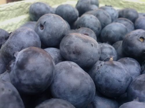 bilberry american fruit blue fruit