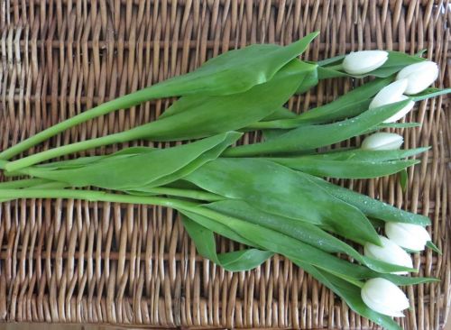 White Tulips On The Rattan