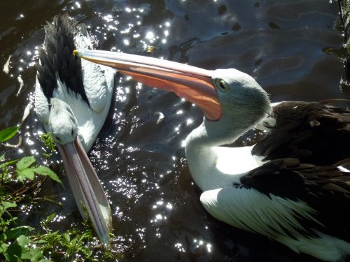 bill pelicans water bird