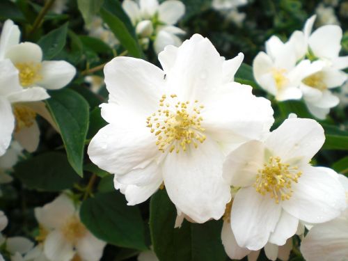 bill jasmin white flower blossoms