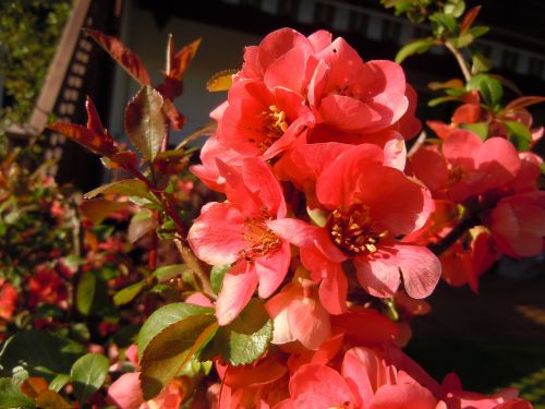 bill quince chaenomeles bush