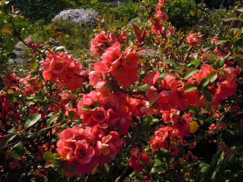 bill quince chaenomeles bush