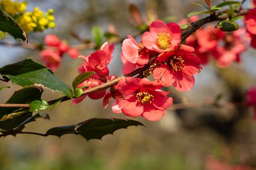 bill quince  quince  seasonal