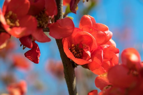 bill quince  quince  blossom