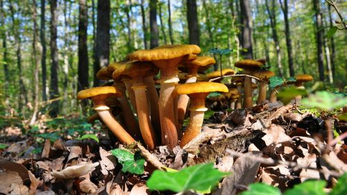 billet mushrooms autumn forest