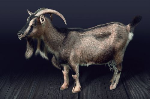 billy goat animal goat