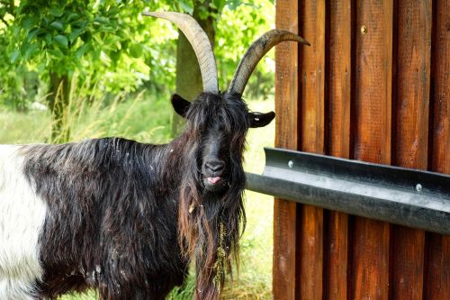 billy goat goat livestock