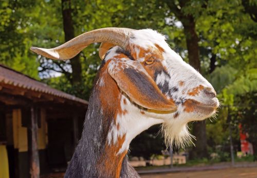 billy goat livestock goatee