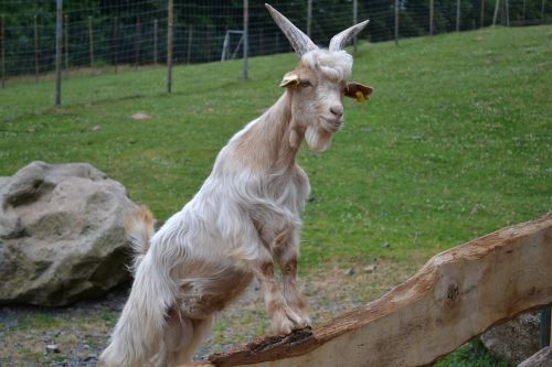 billy goat zoo goat